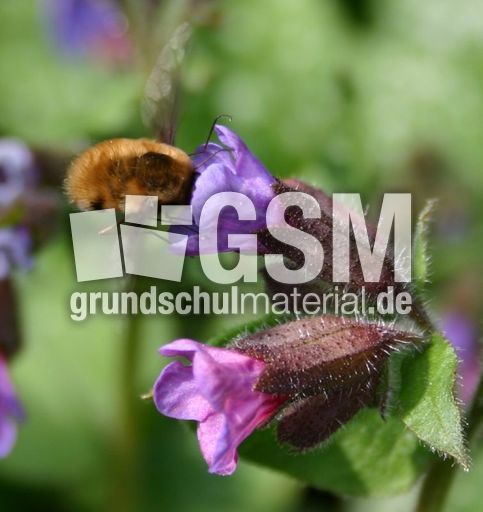 Lungenkraut-Schwebfliege-1.jpg